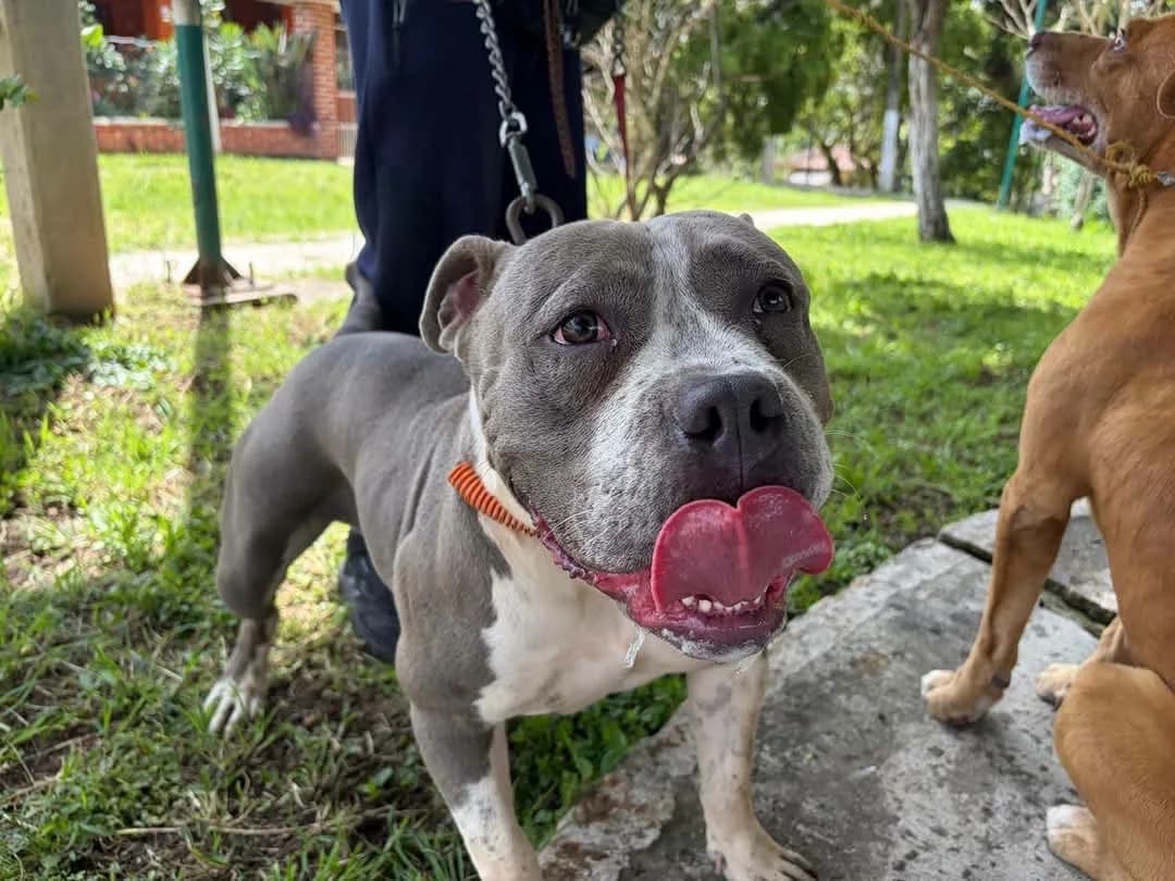 Llaman a proteger a perros y gatos durante las lluvias en Xalapa